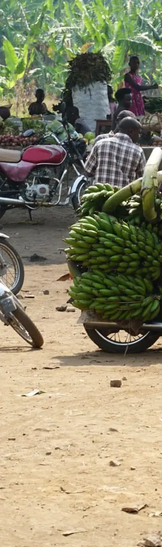 Bitte alle Bananen aufs Fahrrad packen!